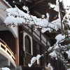 2008年2月10日　雪化粧