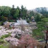 2008年4月14日　馬頭院と桜