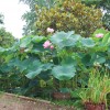 2008年7月25日　蓮