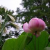 2008年8月19日　蓮の花とユリ