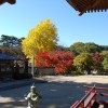 2008年11月13日　境内の紅葉