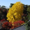 2008年11月13日　イチョウ