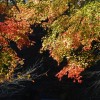 2008年11月13日　もみじ