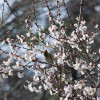 2009年3月7日　梅とメジロ