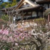 2009年3月23日　梅の花